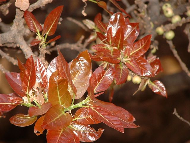 Ficus ingens leaves close-up; Photographed by Ricky Mauer